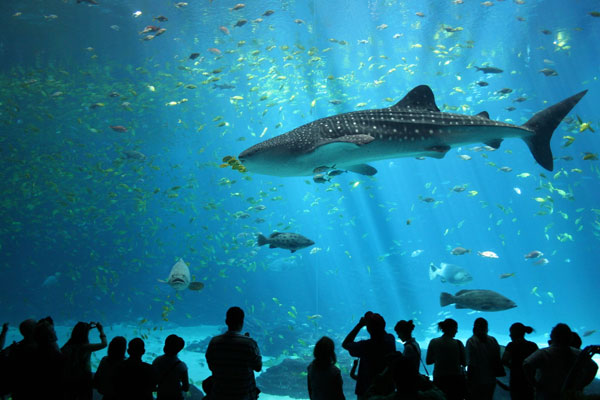 sea-acquarium