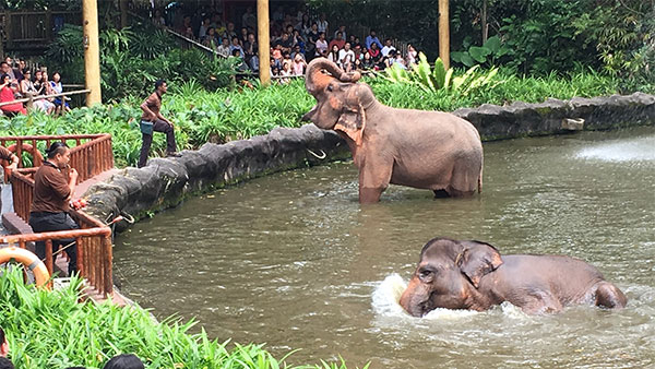 singapore-zoo